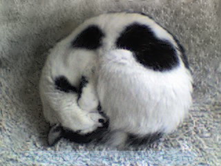 Yuki Sleeping Cat